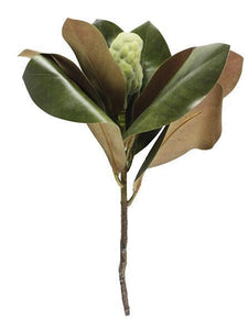 Magnolia Leaf Bud