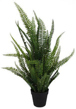 Load image into Gallery viewer, Potted Fern
