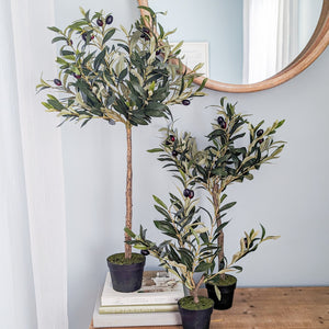 26" Olive Topiary