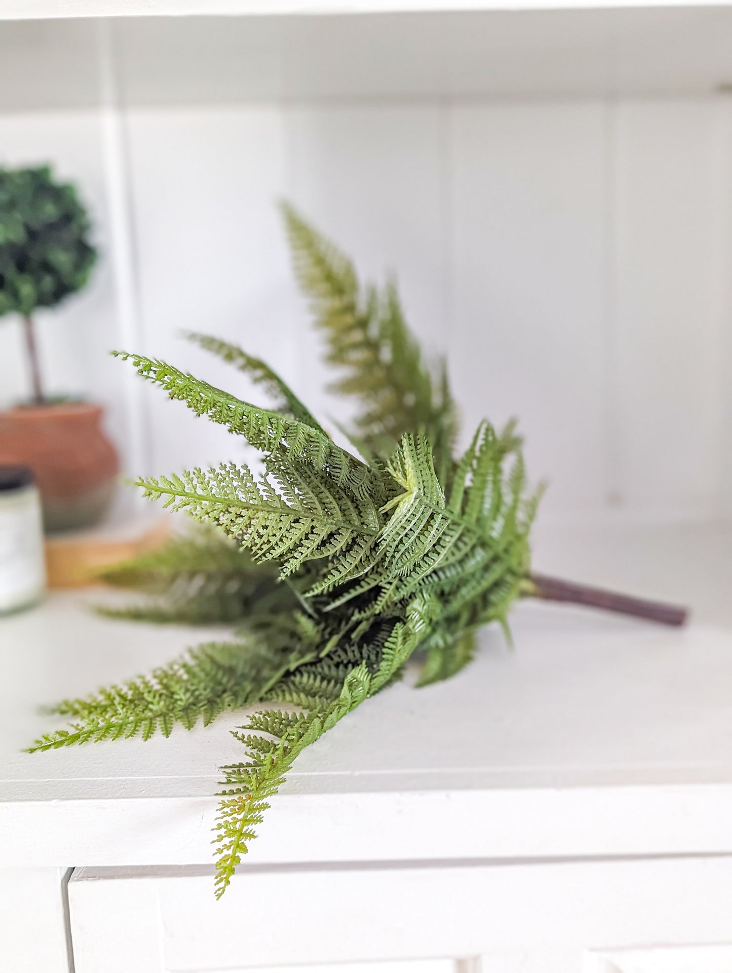 Maidenhair Fern Stem