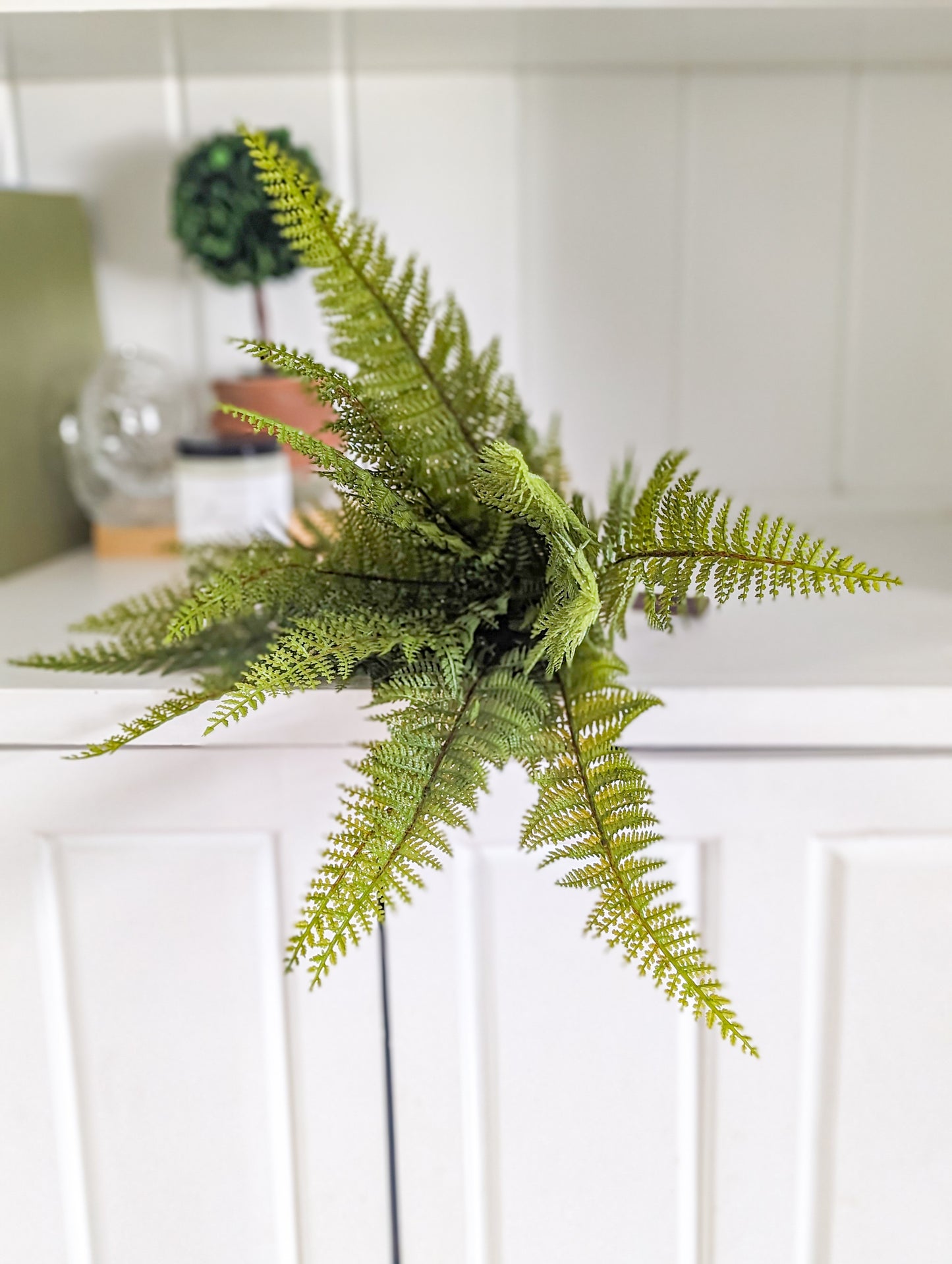 Maidenhair Fern Stem