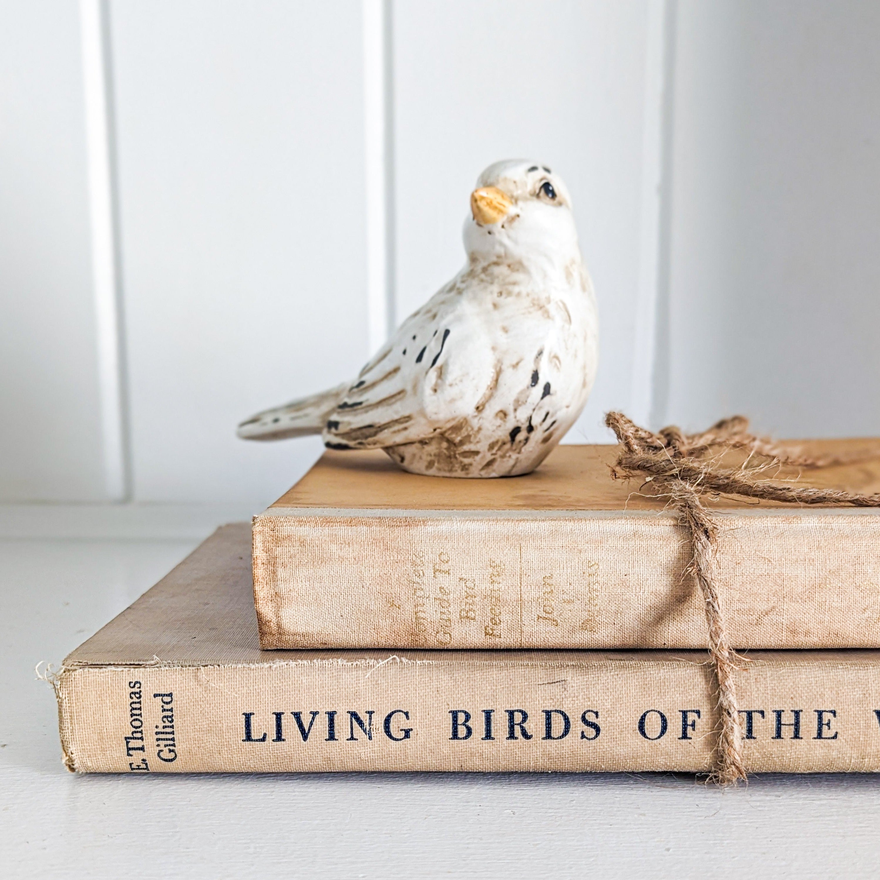 Vintage Bird Book Set – The Nutmeg Home