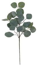 Load image into Gallery viewer, Silver Dollar Eucalyptus Stem
